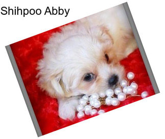 Shihpoo Abby