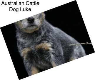 Australian Cattle Dog Luke