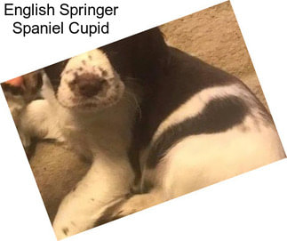 English Springer Spaniel Cupid