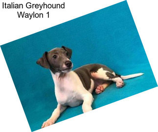 Italian Greyhound Waylon 1