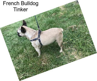 French Bulldog Tinker