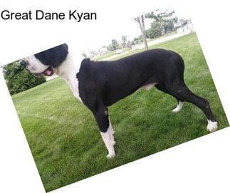 Great Dane Kyan