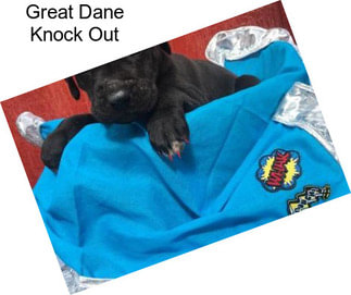 Great Dane Knock Out