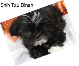 Shih Tzu Dinah