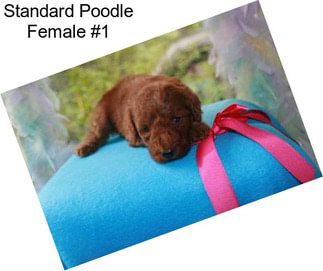 Standard Poodle Female #1