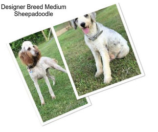 Designer Breed Medium Sheepadoodle