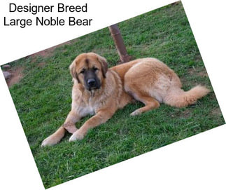 Designer Breed Large Noble Bear