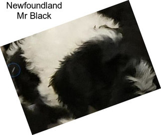 Newfoundland Mr Black