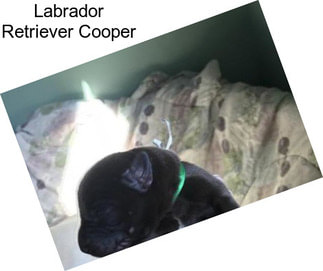 Labrador Retriever Cooper