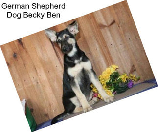 German Shepherd Dog Becky Ben