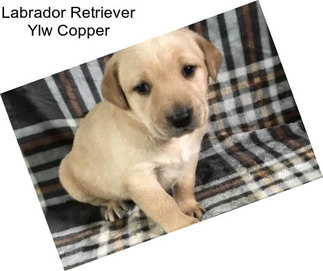 Labrador Retriever Ylw Copper