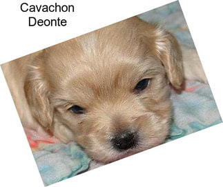 Cavachon Deonte