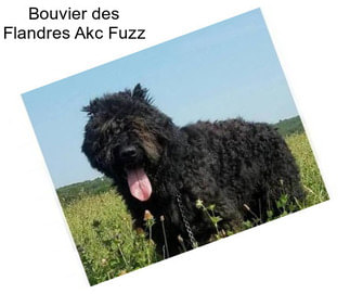 Bouvier des Flandres Akc Fuzz