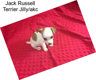 Jack Russell Terrier Jilly/akc