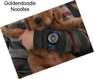 Goldendoodle Noodles
