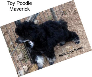 Toy Poodle Maverick