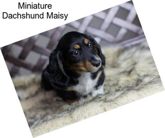 Miniature Dachshund Maisy