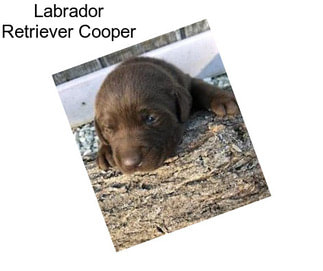 Labrador Retriever Cooper