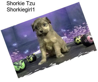 Shorkie Tzu Shorkiegirl1