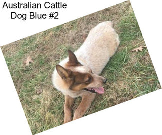 Australian Cattle Dog Blue #2