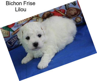 Bichon Frise Lilou