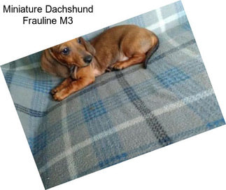 Miniature Dachshund Frauline M3