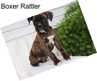 Boxer Rattler