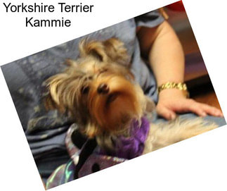 Yorkshire Terrier Kammie