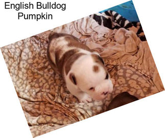 English Bulldog Pumpkin