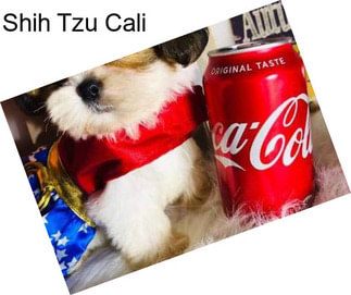 Shih Tzu Cali