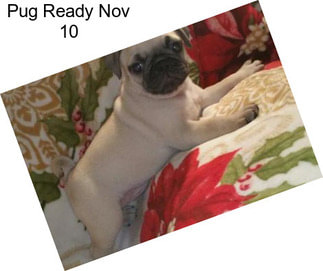 Pug Ready Nov 10