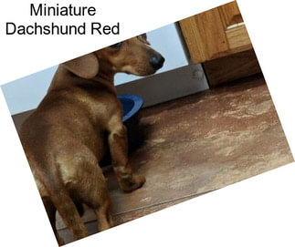 Miniature Dachshund Red