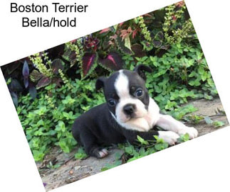 Boston Terrier Bella/hold