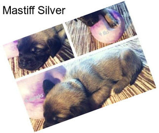 Mastiff Silver