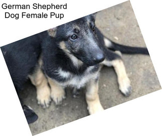 German Shepherd Dog Female Pup