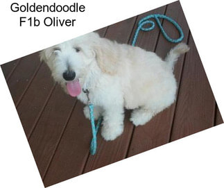 Goldendoodle F1b Oliver