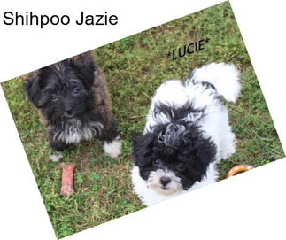 Shihpoo Jazie