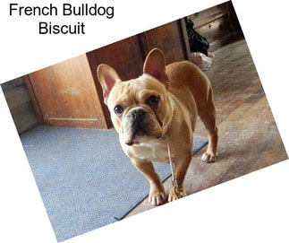 French Bulldog Biscuit