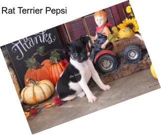 Rat Terrier Pepsi