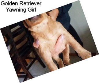 Golden Retriever Yawning Girl