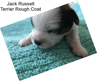 Jack Russell Terrier Rough Coat