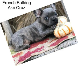 French Bulldog Akc Cruz