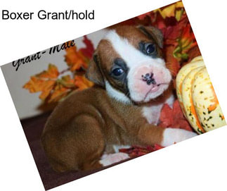Boxer Grant/hold