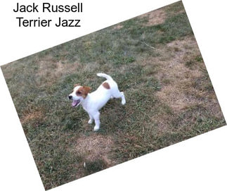 Jack Russell Terrier Jazz