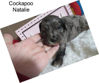 Cockapoo Natalie