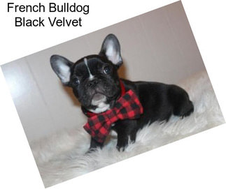 French Bulldog Black Velvet
