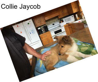 Collie Jaycob