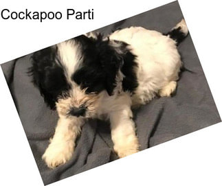 Cockapoo Parti