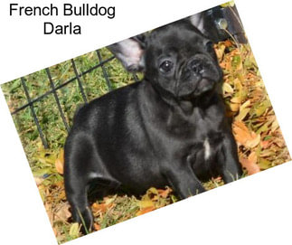 French Bulldog Darla