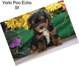 Yorki Poo Echo Sf